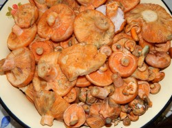 Засолка грибов холодным способом на зиму рыжики